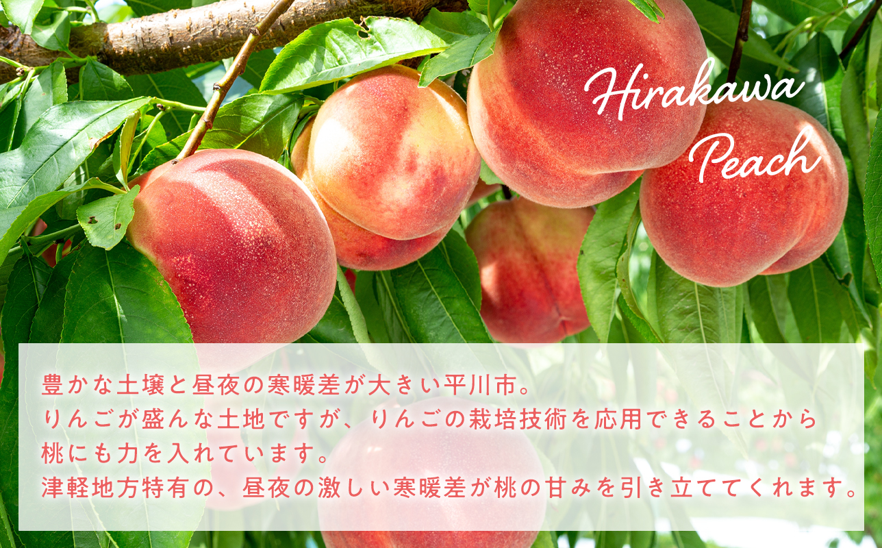 先行予約≪8月～9月発送予定≫  品種お任せ 平川市産 白桃 約3kg 【青森県 平川市 田中農園】フルーツ 果物 桃 もも モモ 白桃 ピーチ はくとう お取り寄せ 先行予約 旬 おまかせ 
