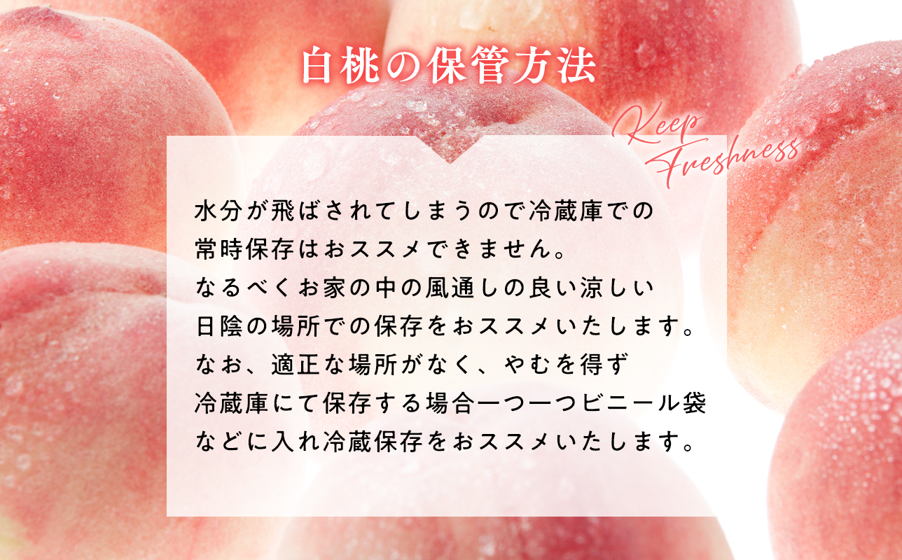 先行予約≪8月～9月発送予定≫  品種お任せ 平川市産 白桃 約3kg 【青森県 平川市 田中農園】フルーツ 果物 桃 もも モモ 白桃 ピーチ はくとう お取り寄せ 先行予約 旬 おまかせ 