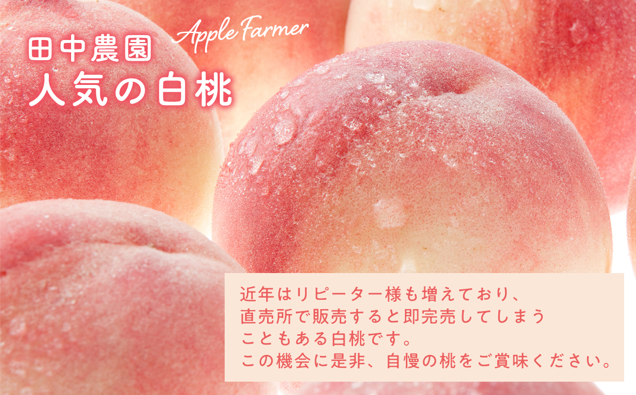 先行予約≪8月～9月発送予定≫  品種お任せ 平川市産 白桃 約3kg 【青森県 平川市 田中農園】フルーツ 果物 桃 もも モモ 白桃 ピーチ はくとう お取り寄せ 先行予約 旬 おまかせ 