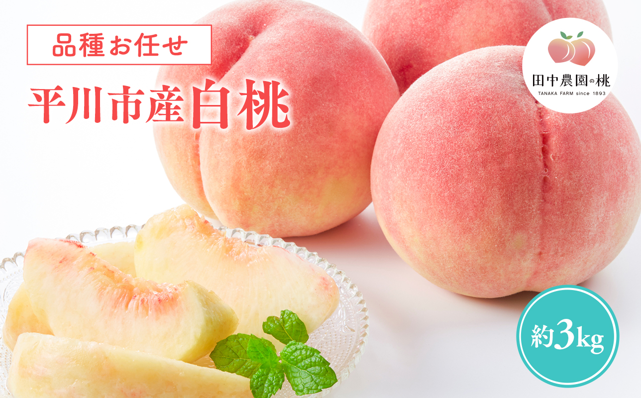 先行予約≪8月～9月発送予定≫  品種お任せ 平川市産 白桃 約3kg 【青森県 平川市 田中農園】フルーツ 果物 桃 もも モモ 白桃 ピーチ はくとう お取り寄せ 先行予約 旬 おまかせ
