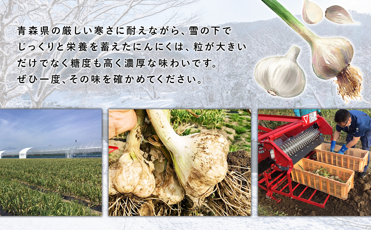 【平川市産にんにく】福地ホワイト六片種 約1kg