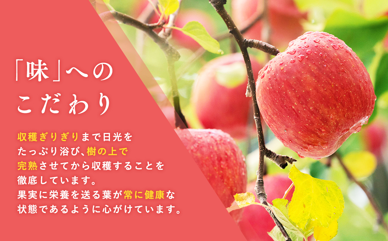 【10月発送】 親子三代最高位のトキ 約3kg【全国ふじコンテスト最高賞受賞農園・平川市広船産りんご】