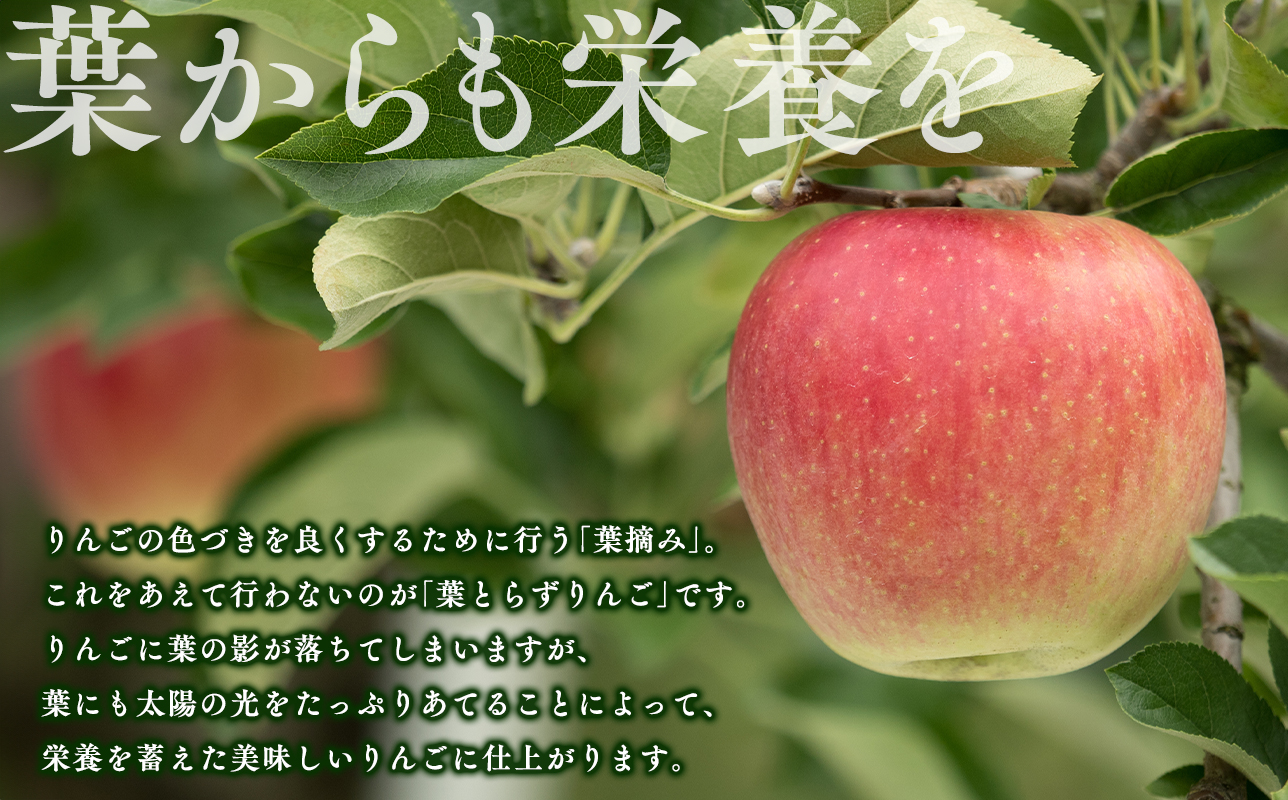 2月 葉取らずサンふじりんご 約10kg 訳あり 家庭用【青森県 平川市 森山商店 】 
