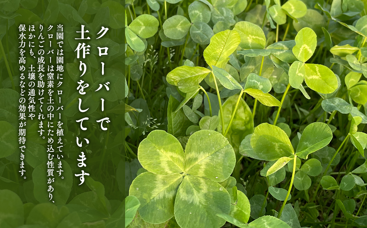 ≪2027年1月上旬頃より発送≫青森県産 訳あり 葉取らずサンふじ 約5kg【青森県 平川市 なるみ農園】家庭用 訳アリ 青森 青森県産 平川 りんご リンゴ 林檎 くだもの 果物 フルーツ 