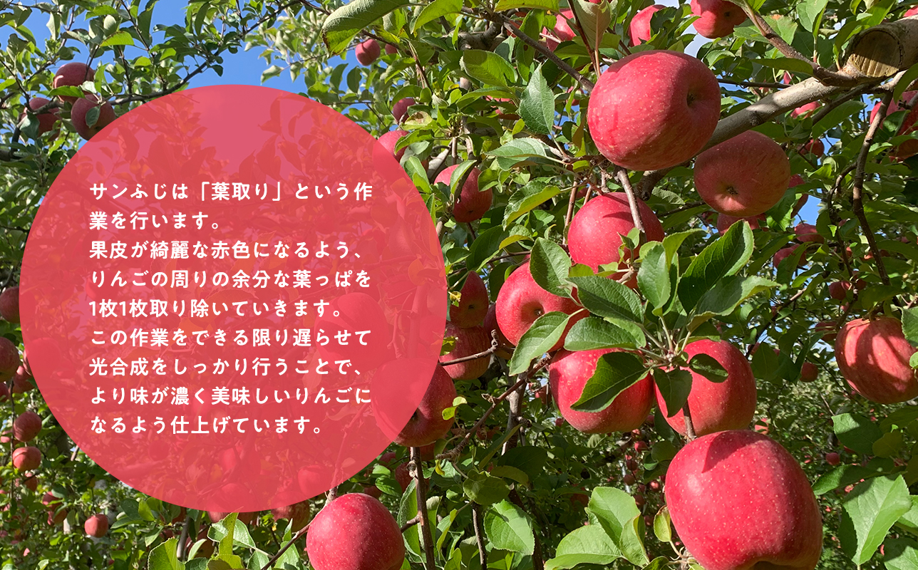 ≪2027年1月上旬頃より発送≫青森県産 訳あり 葉取らずサンふじ 約5kg【青森県 平川市 なるみ農園】家庭用 訳アリ 青森 青森県産 平川 りんご リンゴ 林檎 くだもの 果物 フルーツ 