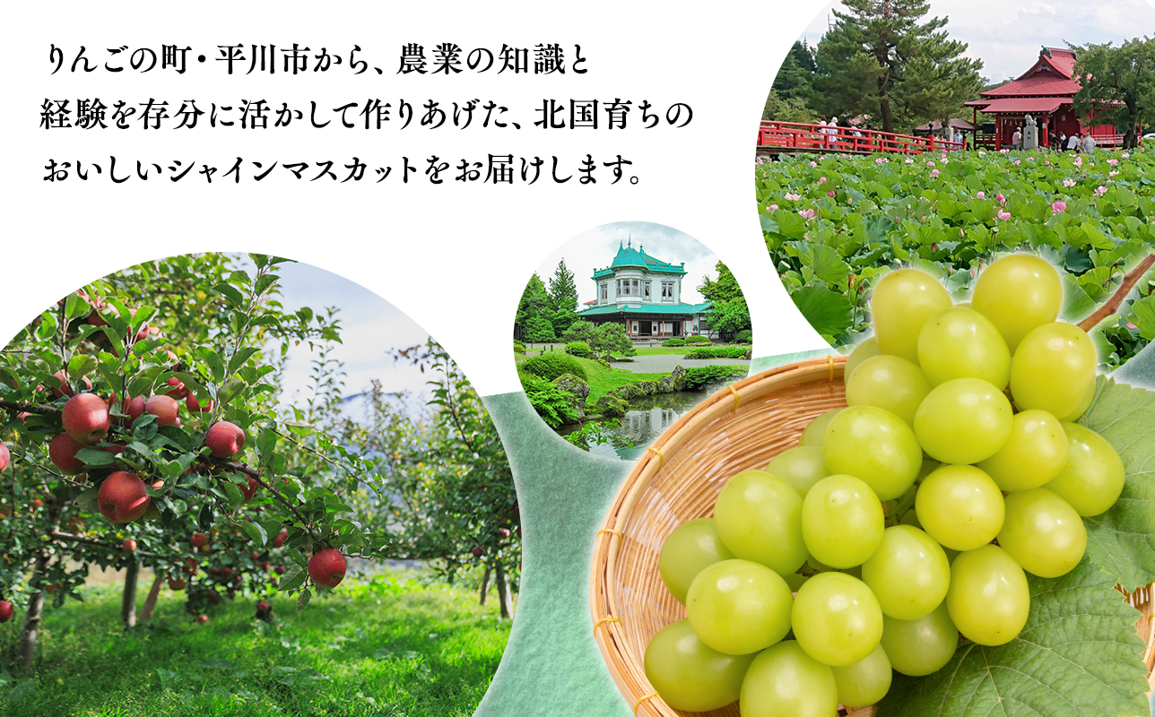 2026年産先行受付　訳あり 北国の冬シャインマスカット2房【原田農園】[hi-0068-001]シャインマスカット 訳あり 家庭用 ぶどう 産地直送 高糖度 平川市