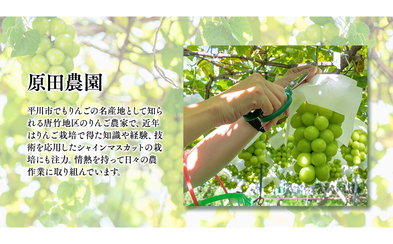 2026年産先行受付　訳あり 北国の冬シャインマスカット2房【原田農園】[hi-0068-001]シャインマスカット 訳あり 家庭用 ぶどう 産地直送 高糖度 平川市