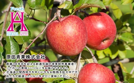 5月発送【訳あり】家庭用サンふじ約3kg クール便【原田青果】りんご 林檎 リンゴ 果物 くだもの フルーツ 不揃い 規格外