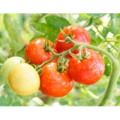 とまったれセット【1397241】