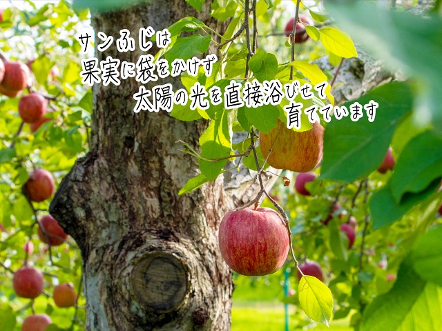 ããã 鿣® ãµã³ãµã çæ çŽ 5kg (12ïœ18ç) ãªã³ãŽ è©°ãåãã ã»ãã 鿣®ç é°ºã¶æ²¢çºç£ æšæãããå ãã«ãŒã æç© æç©é¡ çœç¥å±±å° ææª