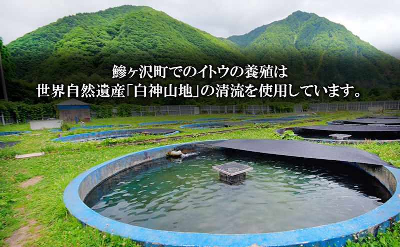 魏コ繝カ豐「逕」縲悟ケサ縺ョ鬲壹う繝医え縲阪ヵ繧」繝ャ1譫 邏500g 鬲夊イ晞。 蟾晞ュ