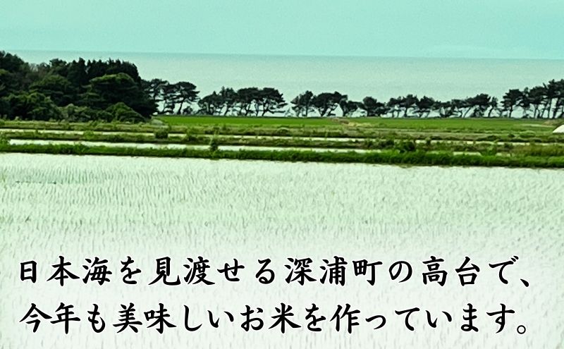 数量限定【令和6年産米・先行予約】青森ブランド米　一等米はれわたり玄米5kg【青森県深浦町産】