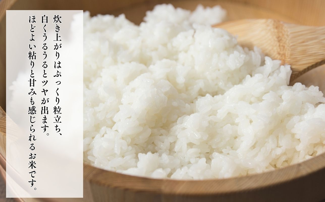 【令和8年産　新米】青森ブランド米 はれわたり 玄米10kg 玄米 