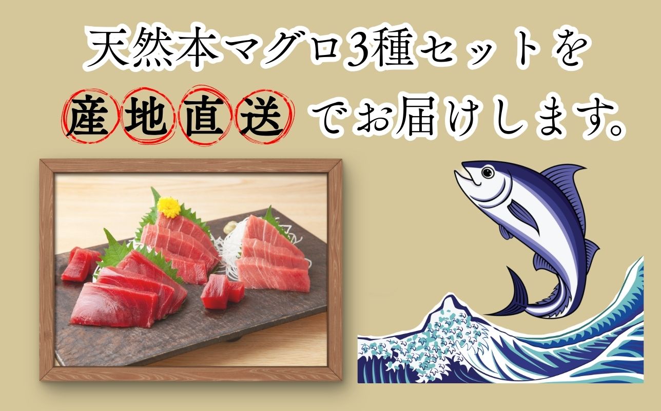【出荷時期：7月上旬〜】本マグロ 3種 赤身 中トロ 大トロ 各1柵 国産 本鮪 