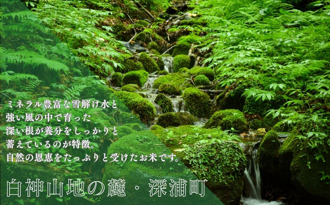 【令和8年産　新米】青森ブランド米 まっしぐら10kg 白米 