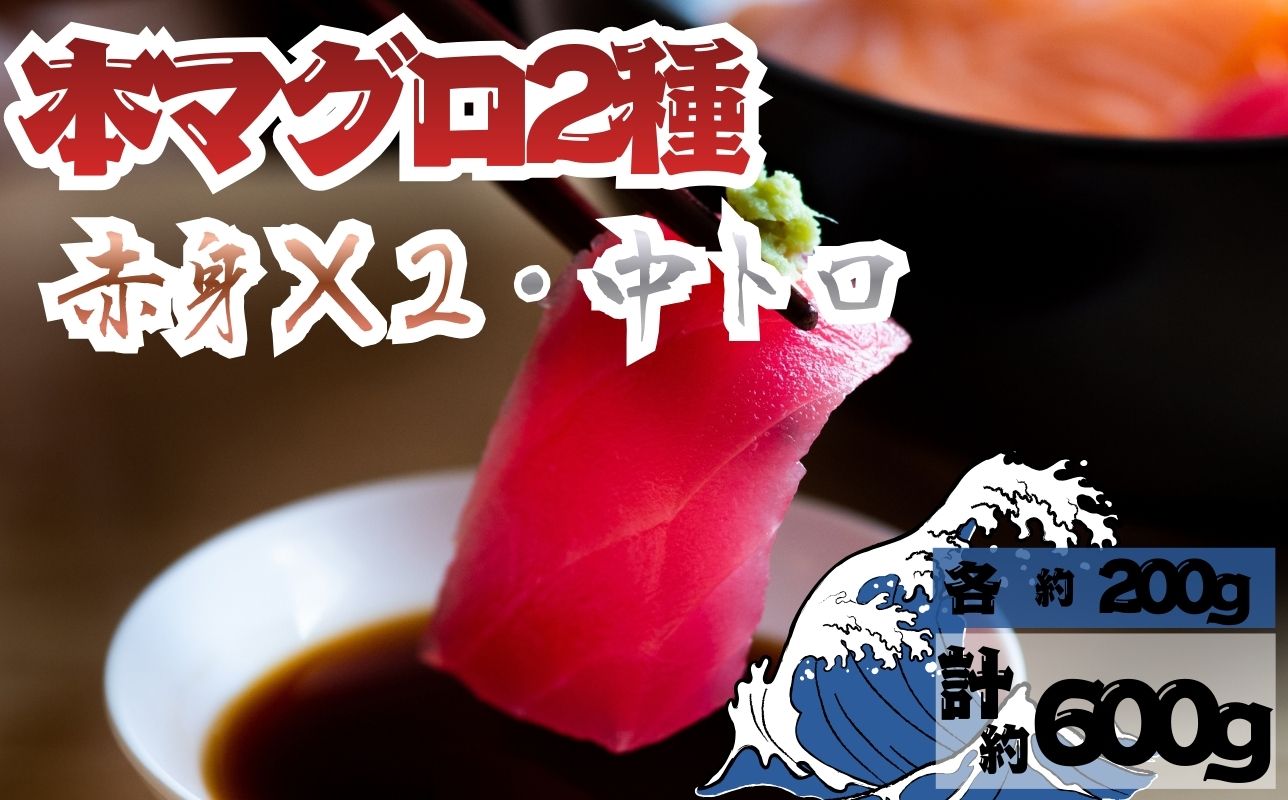 【9月上旬から順次発送】本マグロ 赤身 2柵 中トロ 1柵 セット