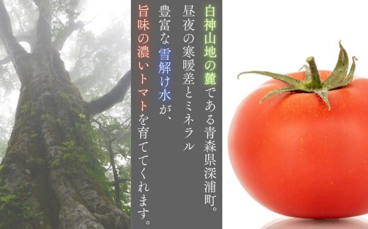 縲10譛育匱騾√鷹搨譽ョ逵檎肇 譯螟ェ驛 繝医槭ヨ 邏4kg 20邇牙燕蠕 螟ァ邇 tomato 譁ー魄ョ 驥手除 譌ャ 逕倥> 螳檎 繧ク繝・繝シ繧ケ 逕」蝨ー逶エ騾 霎イ螳カ逶エ騾