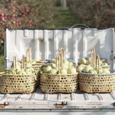 【産地直送】「王林」りんご　家庭用　5kg(12〜20個)【配送不可地域：離島・沖縄県】【1667204】