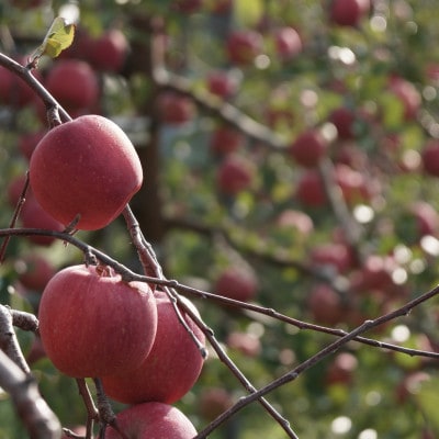 【産地直送】サンふじ　家庭用　5kg(12〜20個)【配送不可地域：離島・沖縄県】【1667200】