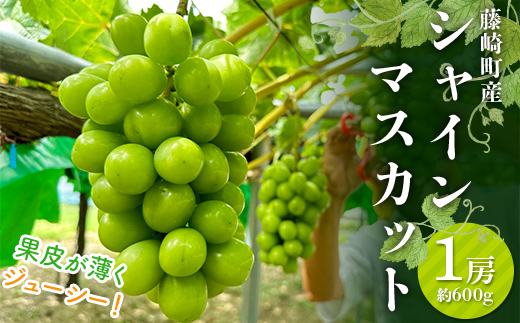 【先行予約】 シャインマスカット 1房 約600g 《木村隆志 作》 藤崎町産 化粧箱入り ぶどう 葡萄 フルーツ 厳選 大粒 高糖度 国産 産地直送 数量限定 F41-0156