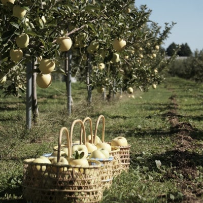 ãç£å°çŽéãã·ãããŽãŒã«ã å®¶åºçš 3kg(7ã10å)ãé
éäžå¯å°åïŒé¢å³¶ã»æ²çžçãã1663950ã