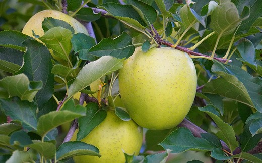 【先行予約】王林 特A ご家庭用 約3kg（8〜11個） りんご リンゴ 林檎  F41-0024