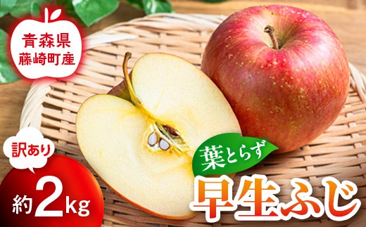 【先行予約】≪訳あり≫ 葉とらず早生ふじ 約2kg【グランドアップル】 青森りんご リンゴ 林檎 アップル 果物 くだもの フルーツ  F41-0036