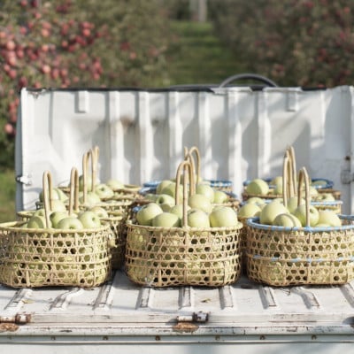【産地直送】王林 贈答用 3kg(7〜10個)【配送不可地域：離島・沖縄県】【1663939】