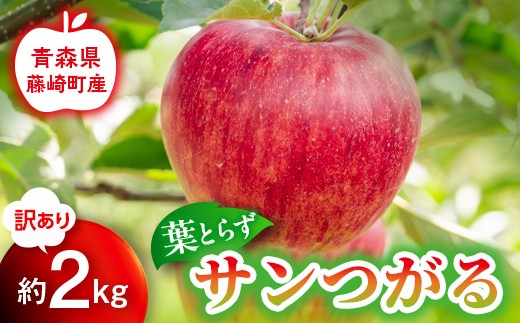 【先行予約】訳あり 葉とらず サンつがる 約2kg【グランドアップル】 青森りんご リンゴ 林檎 アップル 果物 くだもの フルーツ  F41-0040