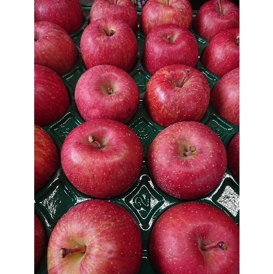 サンふじ 家庭用 約10kg(28〜40個)【配送不可地域：離島・沖縄県】【1240458】