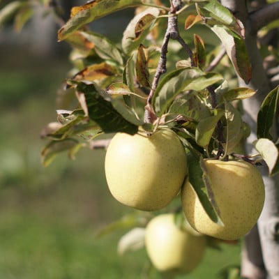 【産地直送】王林 贈答用 3kg(7〜10個)【配送不可地域：離島・沖縄県】【1663939】