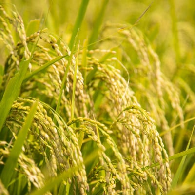 PeboRa　青森米食べ比べ5本セット　無洗米【配送不可地域：離島・沖縄県】【1560879】