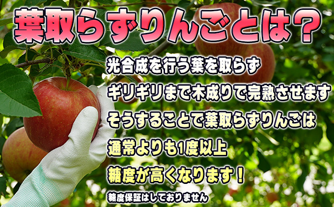 9月発送 家庭用葉 取らず サンつがる 約10kg【訳あり】【鶴翔りんごGAP部会 青森県産 津軽産 リンゴ 林檎】