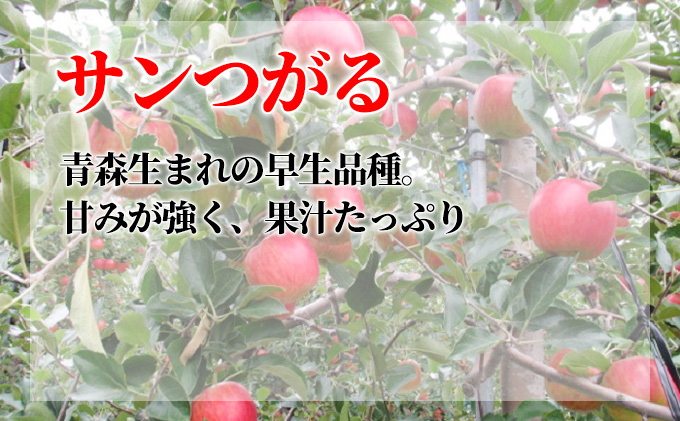 9月発送 家庭用葉 取らず サンつがる 約10kg【訳あり】【鶴翔りんごGAP部会 青森県産 津軽産 リンゴ 林檎】