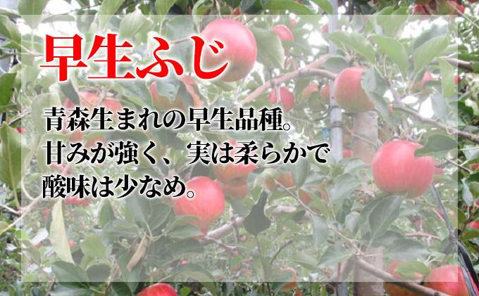 10月発送 家庭用 葉取らず 早生ふじ 約10kg【訳あり】【鶴翔りんごGAP部会 青森県産 津軽産 リンゴ 林檎】