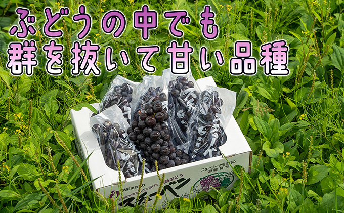 1～2月 津軽ぶどう村 贈答用 スチューベン ぶどう 約1.5kg 特秀～秀 糖度18度以上【青森ぶどう 鶴田町産 1月 2月】