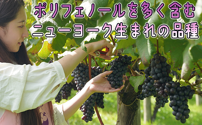 1～2月 津軽ぶどう村 贈答用 スチューベン ぶどう 約1.5kg 特秀～秀 糖度18度以上【青森ぶどう 鶴田町産 1月 2月】