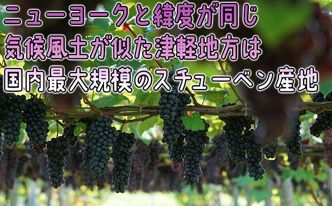 1～2月 津軽ぶどう村 贈答用 スチューベン ぶどう 約1.5kg 特秀～秀 糖度18度以上【青森ぶどう 鶴田町産 1月 2月】