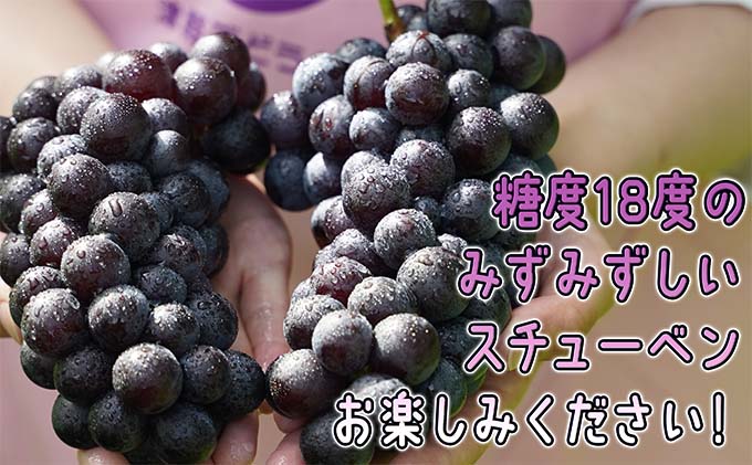 11～12月 津軽ぶどう村 贈答用 スチューベン ぶどう 約1.5kg 特秀～秀 糖度18度以上【青森ぶどう 鶴田町産 11月 12月】