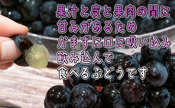 1～2月 津軽ぶどう村  家庭用 スチューベン ぶどう 約3kg・秀～秀A【訳あり】【青森ぶどう 鶴田町産 1月 2月】