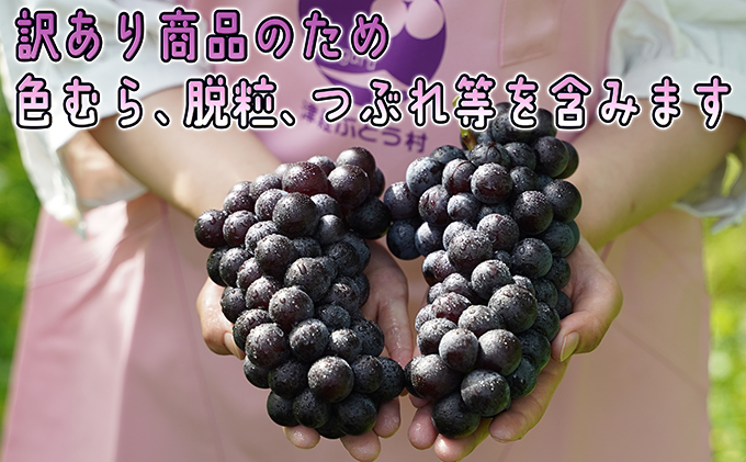 11～12月 津軽ぶどう村  家庭用 スチューベン ぶどう約3kg 秀～秀A【訳あり】【青森ぶどう 鶴田町産 11月 12月】