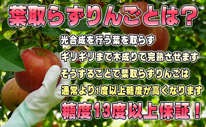 11～12月発送【糖度保証】贈答用 葉取らず サンふじ 約5kg 【特選】【鶴翔りんごGAP部会 青森県産 津軽産 リンゴ 林檎】