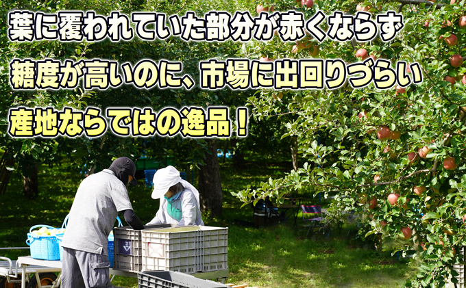 11～12月発送【糖度保証】家庭用 葉取らず サンふじ 約10kg【訳あり】【鶴翔りんごGAP部会 青森県産 津軽産 リンゴ 林檎】