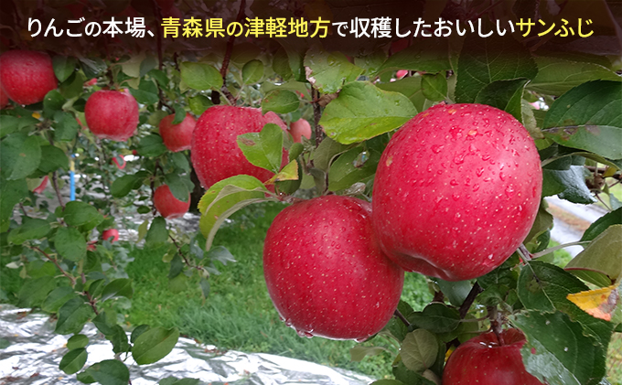 2月発送 家庭用 サンふじ 約5kg【訳あり】【原正りんご 青森県産 津軽産 リンゴ 林檎】