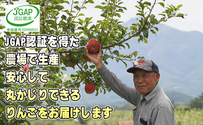 1月発送【 糖度保証 】家庭用 葉取らず サンふじ 約 5kg【 訳あり 】鶴翔りんごGAP部会 青森県産 津軽産 リンゴ 林檎 果物 フルーツ デザート 甘味