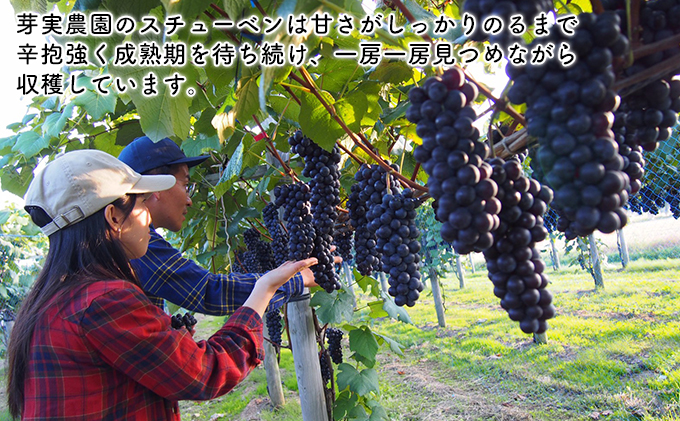 芽実農園のぶどうジュース（スチューベン100％）720ml×2本 青森県鶴田