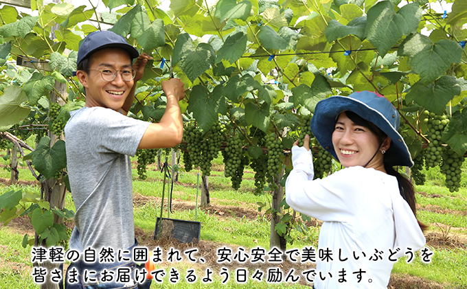 芽実農園のぶどうジュース（スチューベン100％）720ml×2本 青森県鶴田