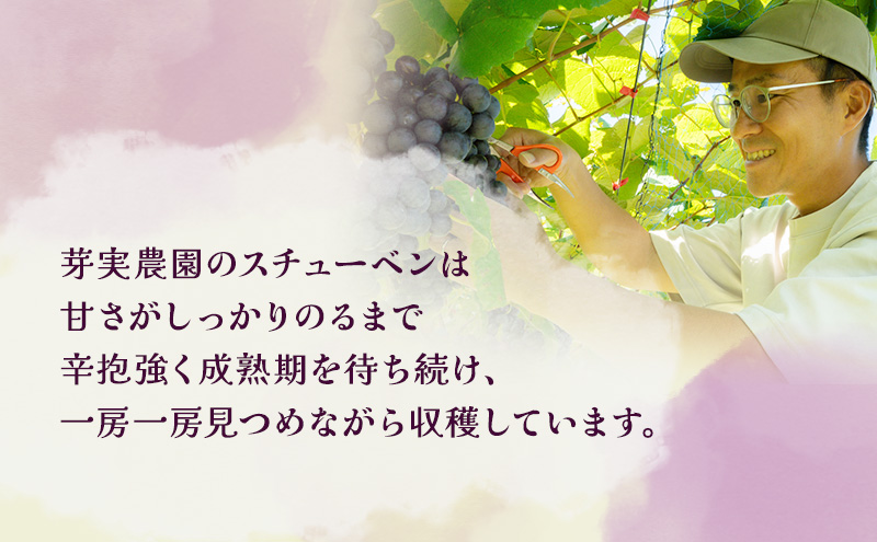 闃ス螳溯セイ蝨偵ョ縺カ縺ゥ縺繧ク繝・繝シ繧ケシ医せ繝√Η繝シ繝吶Φ100シシ720mlテ6譛ャ 髱呈」ョ逵碁カエ逕ー逕コ逕」繧ケ繝√Η繝シ繝吶Φ菴ソ逕ィ 譫懈ア鬟イ譁 螳牙ソ螳牙ィ 辟。豺サ蜉 譫懈ア100シ繧ケ繝医Ξ繝シ繝医ず繝・繝シ繧ケ 邉門コヲ20蠎ヲ莉・荳 豼蜴