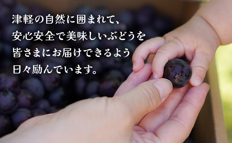 闃ス螳溯セイ蝨偵ョ縺カ縺ゥ縺繧ク繝・繝シ繧ケシ医せ繝√Η繝シ繝吶Φ100シシ720mlテ6譛ャ 髱呈」ョ逵碁カエ逕ー逕コ逕」繧ケ繝√Η繝シ繝吶Φ菴ソ逕ィ 譫懈ア鬟イ譁 螳牙ソ螳牙ィ 辟。豺サ蜉 譫懈ア100シ繧ケ繝医Ξ繝シ繝医ず繝・繝シ繧ケ 邉門コヲ20蠎ヲ莉・荳 豼蜴