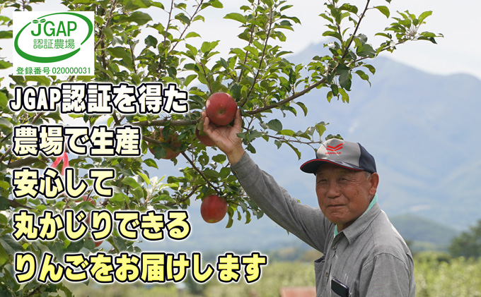 9月発送 家庭用 葉取らず サンつがる 約 5kg【 訳あり 】鶴翔りんごGAP部会 青森県産 津軽産 リンゴ 林檎 つがる 果物類 フルーツ 